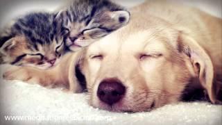 Relaxing Music for Cats and Dogs