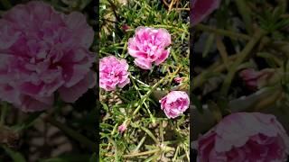 Flores no jardim o todo com suculenta Florida #flores #jardim #suculentas #onzehoras
