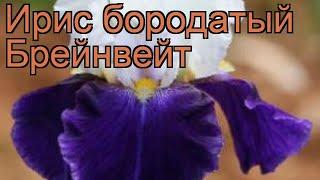 Ирис бородатый Брейнвейт (iris)  ирис Брейнвейт обзор: как сажать рассада, саженцы ириса Брейнвейт