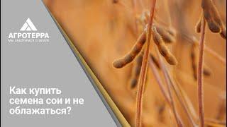 Как купить семена сои и не облажаться – вебинар «АгроТерры»