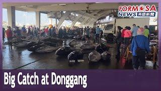 Big catch at Donggang: 438 black skipjack in a single day