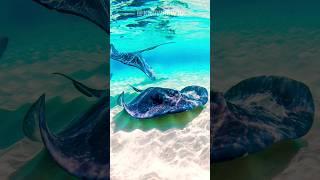 Stingray Facts | Everything You Need to Know About These Ocean Wonders