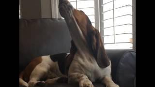 basset hound sad howling