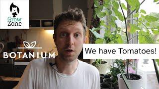 Botanium Self Watering Hydroponics Planter Week 8 Update - We have Tomatoes!