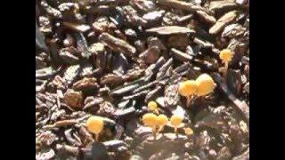 Mushrooms growing around my place.