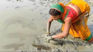 catching fish in mud water by hand ! snake head mural fish in village,fish catching video in river !