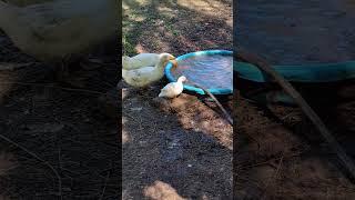 Of course I made a step for tiny duck to get that water. #farmlife #duck #water