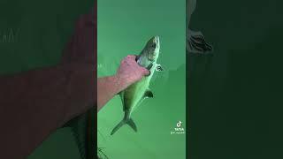 #pesca #fishing #pescaspinning #fish #perte #lecciaamia #daiwa #savagegear
