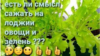 СОВЕТ !!! Есть ли смысл сажать на лоджии овощи и зелень ?Огород на лоджии.