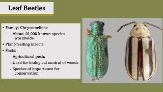 Shelby Hernandez - Understanding Leaf Beetles in Texas National Parks