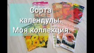 9 крутых сортов календулы//Моя коллекция махровой календулы//Семена календулы//Цветы без рассады.