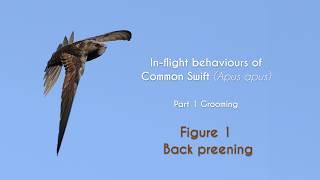 COMMON SWIFT - In flight grooming - FIGURE 1 : Back preening