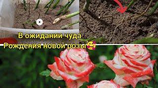 Когда ждать корни на осенних черенках роз ? И куда подевались розы из Роза-сад? 
