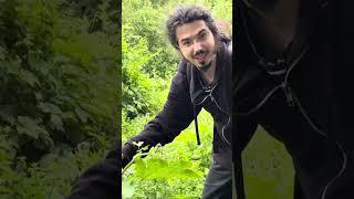 Що буде від Борщевика Сосновського? #биология #рослини #борщевик #природа #наука #научпоп