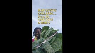 Forgotten Garden Miracle: Harvesting Collard Greens After 2 Years of Neglect!