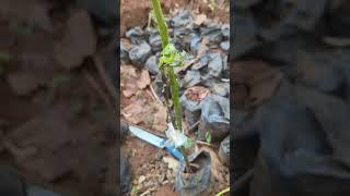  Avocatier greffé #avocatier#greffe#agriculture