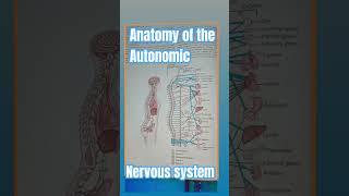 Anatomy of the autonomic nervous system #shorts #shortvideo #autonomicnervoussystem #medicalstudent