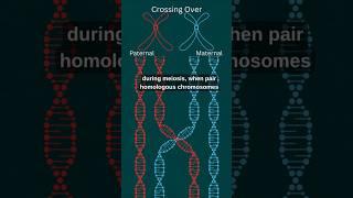Ep7_Genome Remix: The Magic of Genetic Recombination #scienceshorts #molecularbiology  #shortvideo