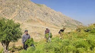Iran Nomadic Life: The Brave Efforts of Nomadic Men to Cut Grass to Feed Sheep in the Mountains