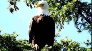 Bald Eagle Haliaeetus leucocephalus 白头海雕 6 15 18 Cranberry Lake