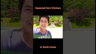 Pinoy Farmers in South Korea