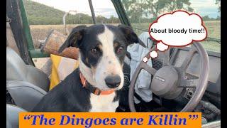 The Dingoes are Killin'  Eps 1