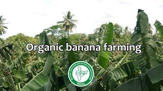 Organic banana farming - REAL