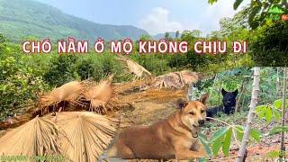 Cảm Động 2 Chú Chó Nằm Ở Mộ Đợi Chủ Không Chịu Rời Đi Tại Làng Nủ, Mặc Dù Đói Khát Và Bị Thương