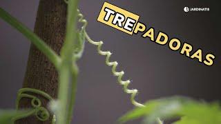 Plantas trepadoras ¿Cómo crecen y se desarrollan? // Jardinatis