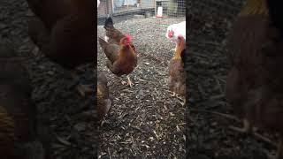 Welsummer chickens