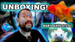 Tropical Fish Unboxing Surprise: Missing Boxes & Baby Axolotls Hatching!