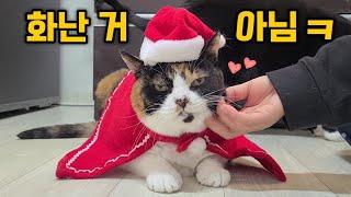 고양이 옷 입히기 참~쉽쥬? 이런 순딩한 냥이는 처음 봐요..(옷입은 냥이들의 귀여운 반응)