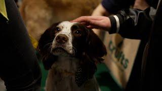 The therapy dogs saving and changing lives at Crufts