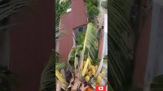 Coconut tree cutting | tree cutting | tamil | Jo Info Plus |