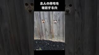 主人の帰宅を確認する穴