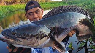 PECAH REKOR MAMA TOMAN !! MANCING TOMAN MONSTER DI PEDALAMAN SUNGAI RIAU.!! CESTING SNAKEHEAD