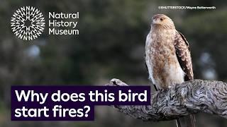 Why would a bird start a fire? | Surprising Science