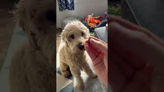 Zuke's Mini Training Treats | BEST DOG TREAT? #shorts