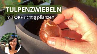 Tulpenzwiebeln im Topf richtig pflanzen - die wichtigsten Tipps von der Zwiebel bis zur Tulpe