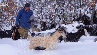 Winter Shepherding Struggle in the Mountains - The Tough Breeding Period | Documentary