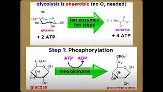 Chapter 3: Biomolecules: Micro and Macromolecules