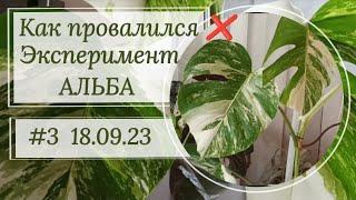 Эксперимент Альба провалился! ‍️ Выводов не будет?