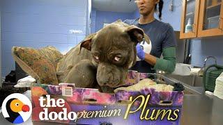 Sad Pittie Left In A Plum Box Is Such A Happy Boy Now | The Dodo