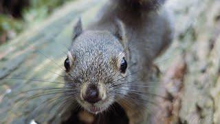 Squirrels Eating Nuts And Angry Fight Alert Sounds