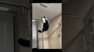 Hilarious Shower Struggles: Cat Edition