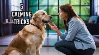 5 Tricks to Calm Your Anxious Pet Fast | pawsitive personals