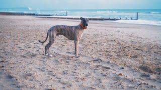 Whippet Full Speed On The Beach