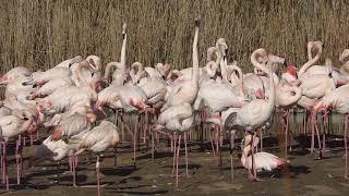 Greater flamingos- who starts head-flagging?