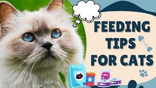 What Should We Pay Attention to When Feeding Cats? - Cat's Knowhow