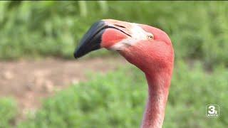 Zach at the Zoo: Meet the American Flamingo